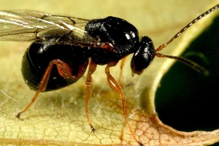 Gal arısıyla biyolojik mücadele sürüyor