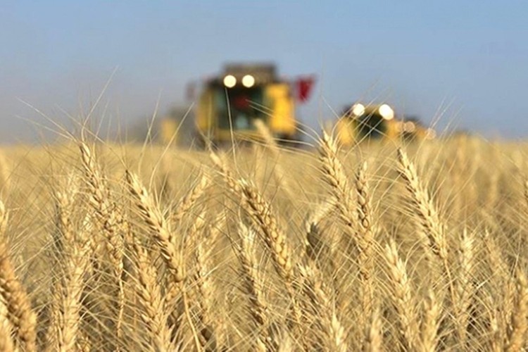 Bitkisel üretimin bu yıl geçen yıla göre artacağı tahmin edildi