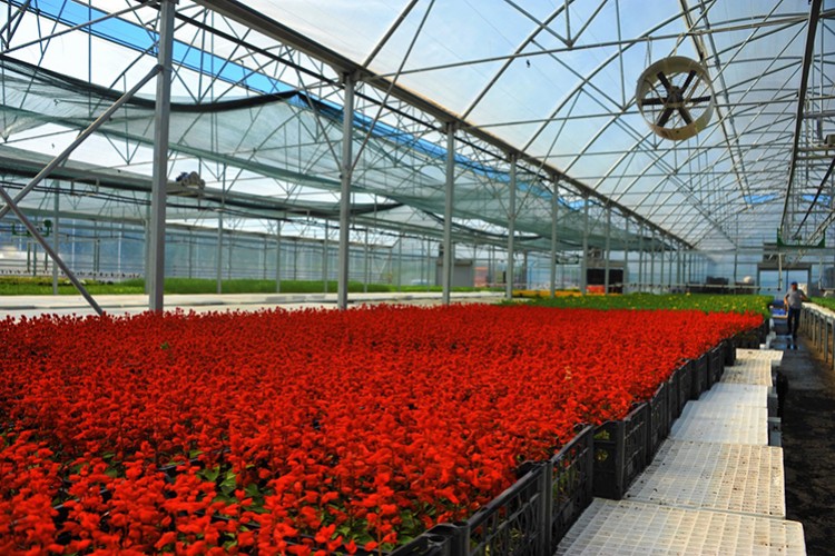 Samsun'da çöpten üretilen elektrikle çiçek üretiliyor