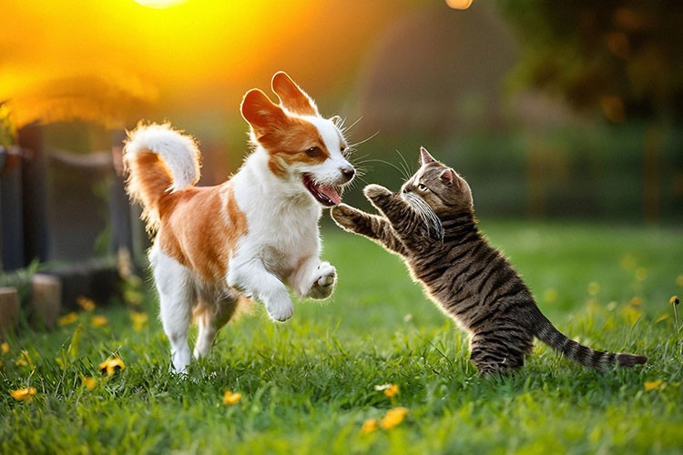 Kedi ve köpeğin için yaz rehberi