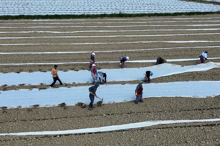 Bafra Ovası'nda kavun, karpuz fideleri toprakla buluşuyor