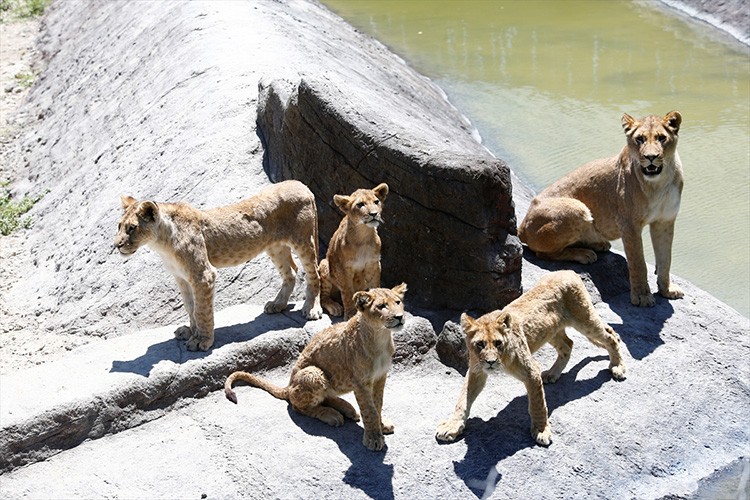 Altız aslan yavrusu da var ikiz ayı yavrusu da