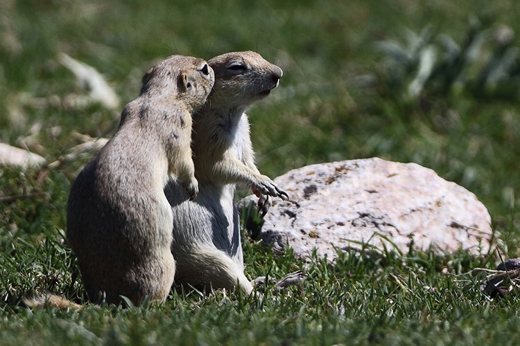Anadolu yersincabı biyoçeşitlilik projesi
