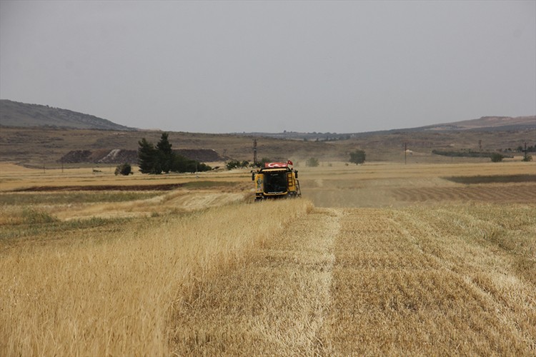Kilis'te hububat verimi yüksek bekleniyor