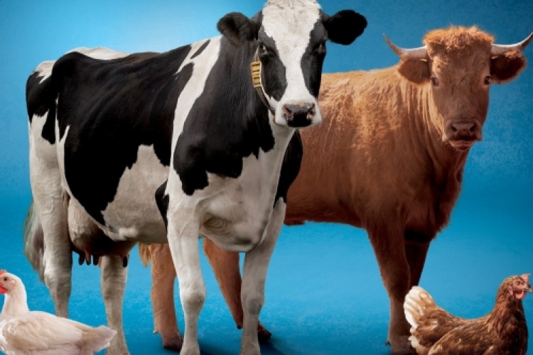 "Aşırı sıcaklar hayvanları olumsuz etkiliyor"