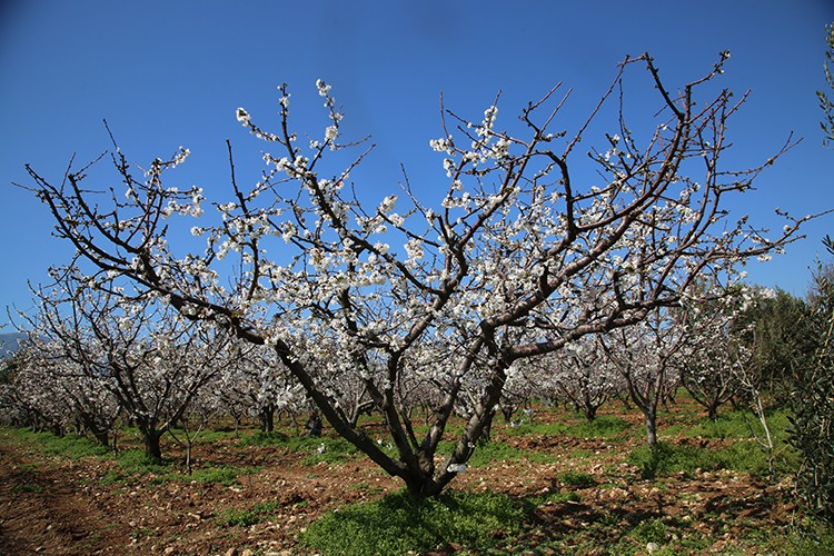 Kiraz bahçeleri umut verdi!..