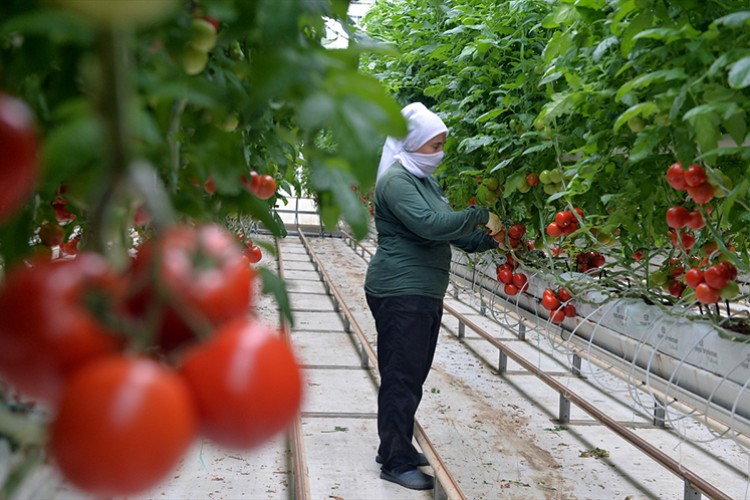 Topraksız seradan 9 ülkenin sofralarına