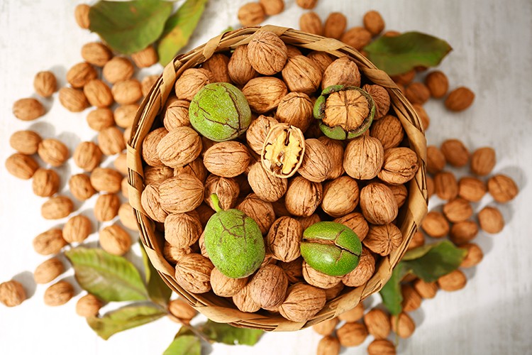 Yerli cevizde verimi artırmak için iş birliği çok önemli