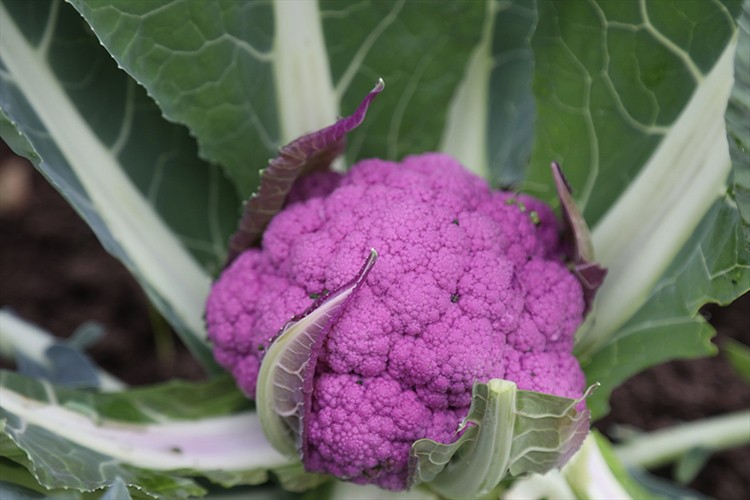 Renkli karnabaharlar Rusya'ya ihraç ediliyor