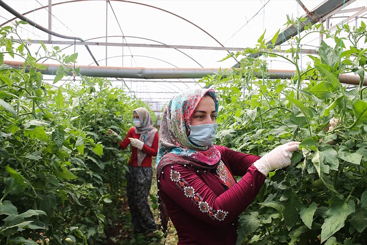 Seralarda üretime aralıksız devam