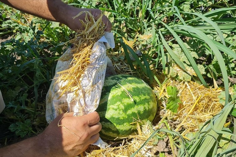 Üreticiler karpuzu aşırı sıcaktan gazete ve samanla koruyor