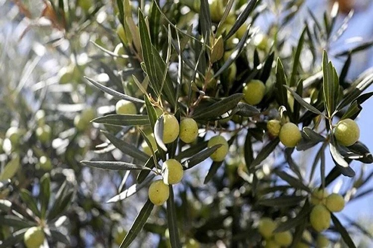 70 kilo zeytin rekoltesi bekleniyor