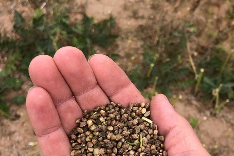 Genel kurul çağrısı