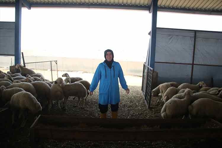 Koyun sayısını 150'den 350'ye çıkardı