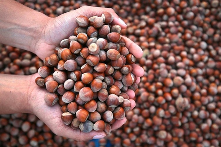 Giresun'da fındığın kilogramı 137-142 lira arasında işlem gördü