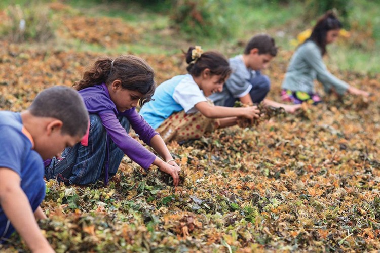 En çok çocuk işçi tarımda