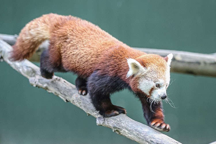 Bursa'nın kırmızı pandaları klimalı odaya geçiyor