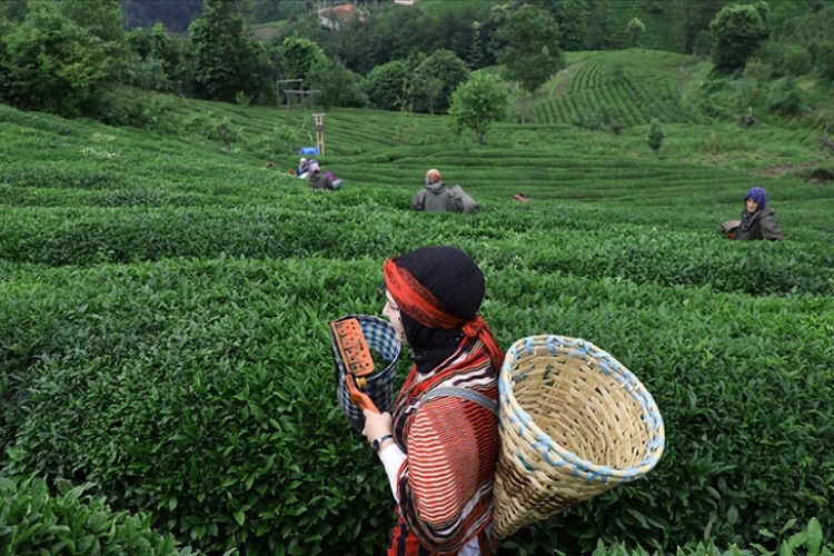 Çay bahçelerine her yıl 10'da 1 oranında gençleştirme budaması yapılacak
