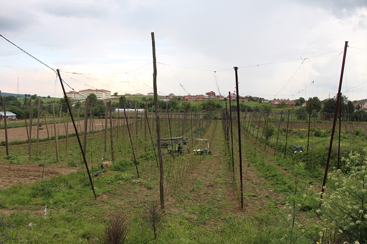 Şerbetçi otunda alım fiyatları belirlendi