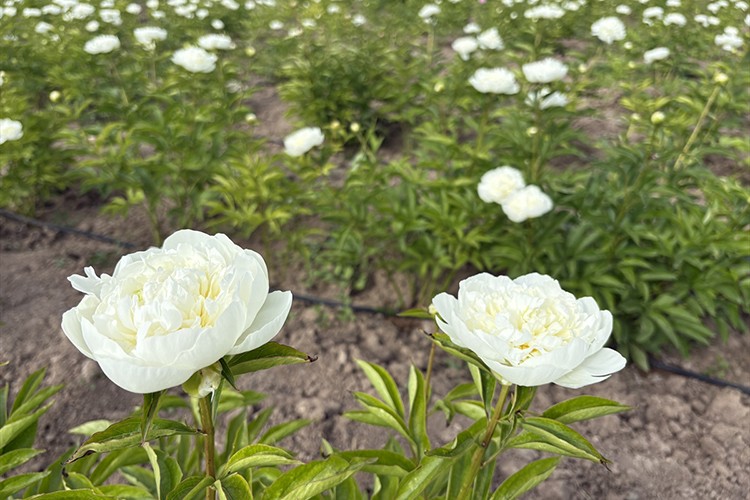 Şakayık bitkisinin hasadına başlandı