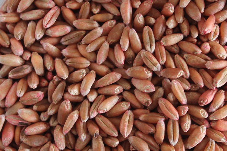 "Sertifikalı tohum şart"