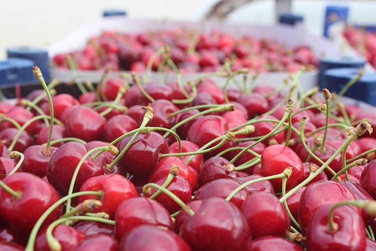 İhracat dönemi başladı