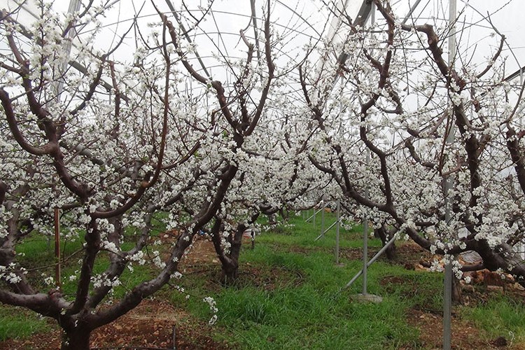 Mersin'de örtü altı erik ağaçları çiçek açtı