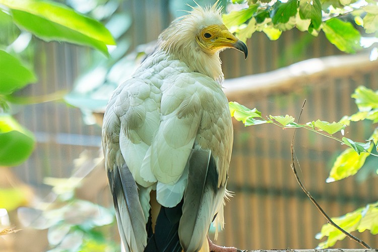 FYZoo'da Akbaba Farkındalık Günü!