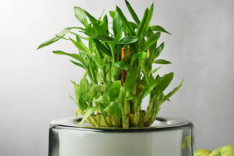 Yaşam alanlarınıza şıklık katın