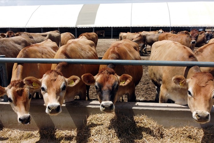 Üreticiler büyükbaş süt hayvancılığında kredi limitlerinin artırılmasından memnun