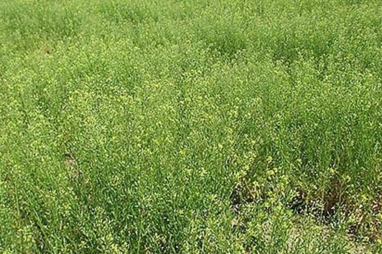 Yağ bitkisi ketencikte iki yeni tür geliştirildi