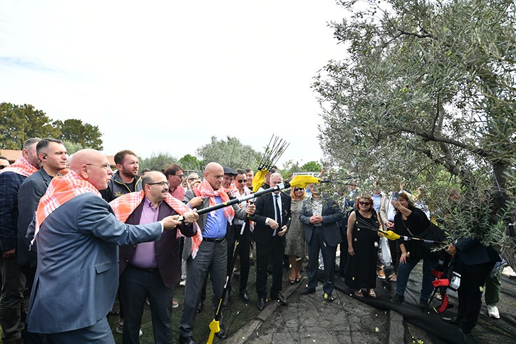 Ayvalık'ta geleneksel zeytin hasadı yapıldı