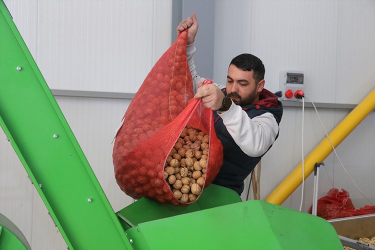 Kurduğu tesiste işlediği cevizleri 20 ile gönderiyor