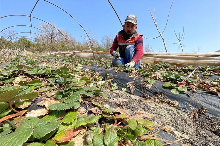 Sermayecik çileğinde 8 aylık mesai başlıyor