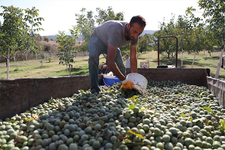 Çorak araziler 35 bin ceviz fidanıyla yeşerdi