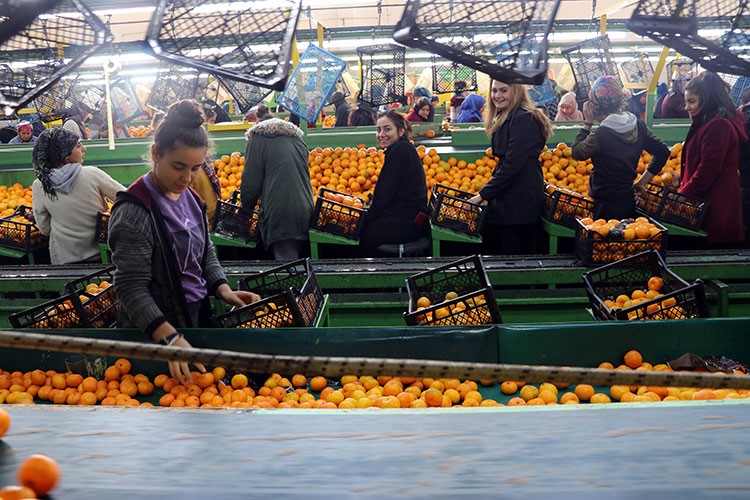Yaş sebze meyve ihracatçıları pazar genişletiyor