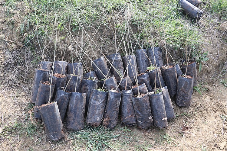 Sabun ağacı toprakla buluştu