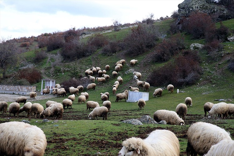 Tokat'taki hayvan varlığı ikiye katlandı