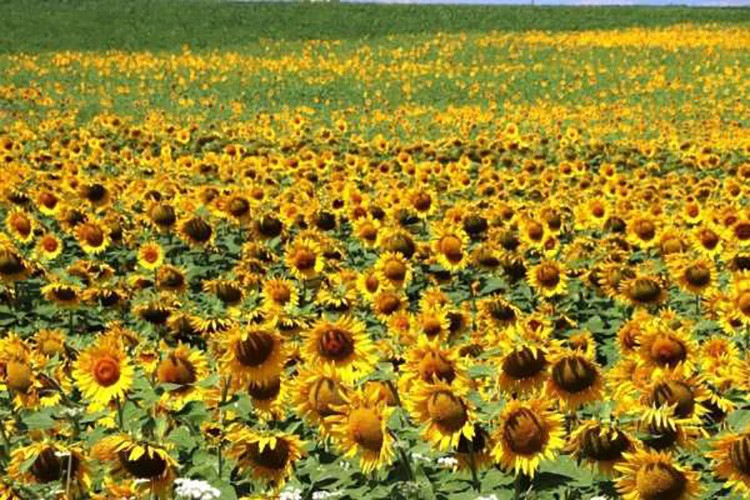 Ayçiçeği ön alım fiyatı açıklandı