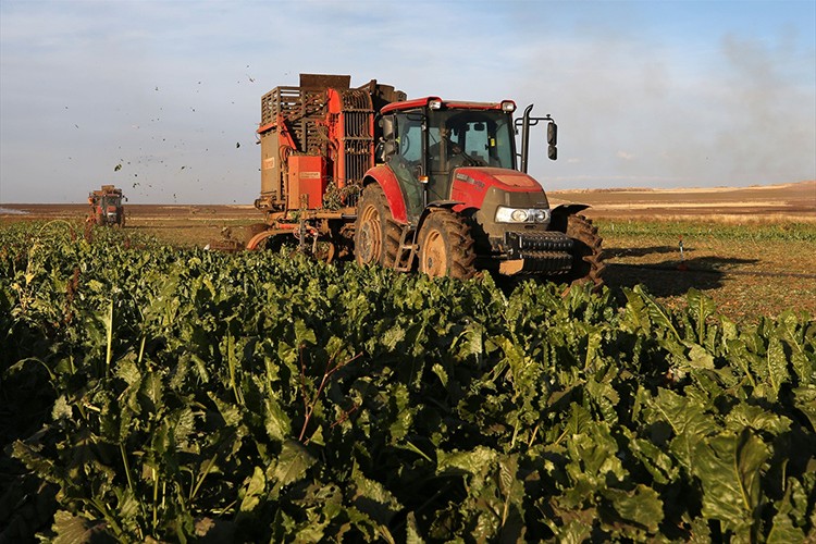 Pancarın şekere dönüşen yolculuğu sürüyor