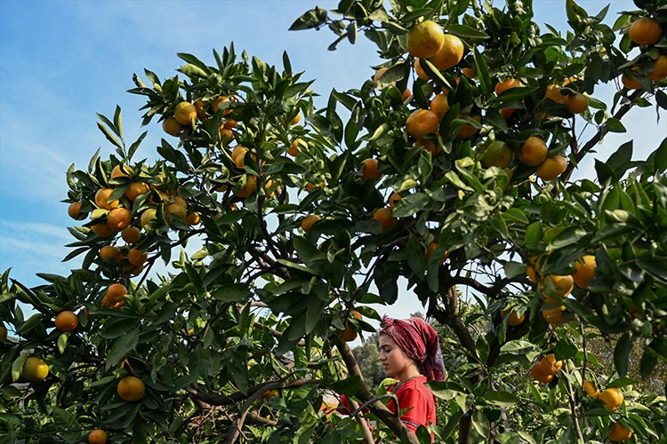 Mandalina rekoltesiyle üretici ve ihracatçıyı sevindirdi