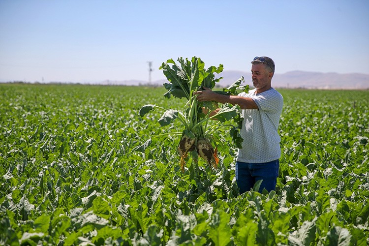 Kuraklık şeker pancarı üretimini olumsuz etkiliyor