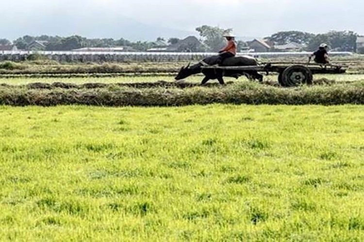 Küresel gıda fiyatları arttı