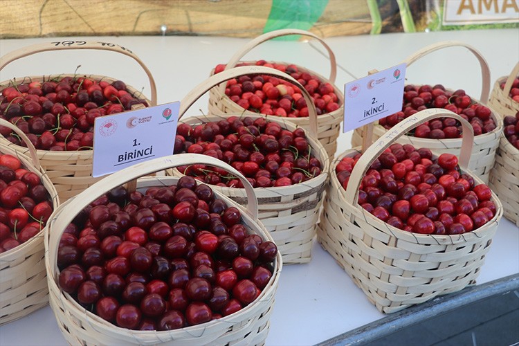 Amasya'da kiraz teşvik yarışması yapıldı
