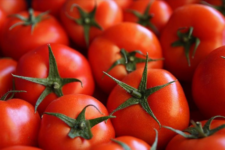 Türkiye'nin domates ihracatı 2023'te 538,7 milyon dolara yükseldi