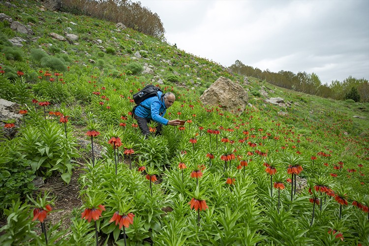 Ters lalelerin manzarası eşliğinde doğa gezisi
