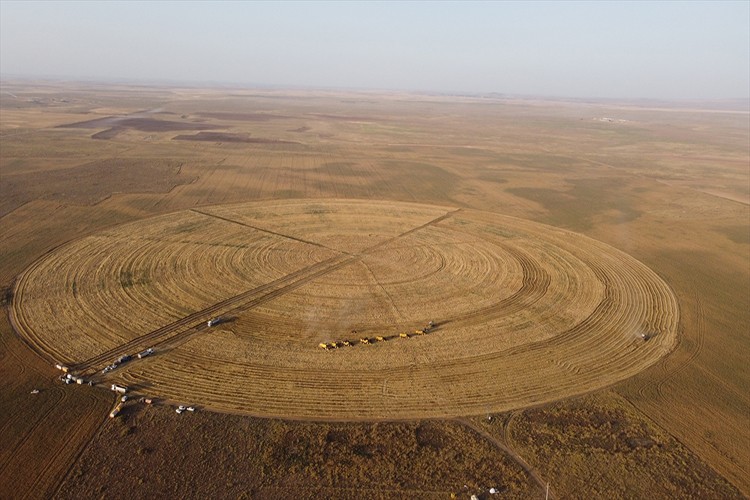 Konya'da çember tarlalarda hasat zamanı