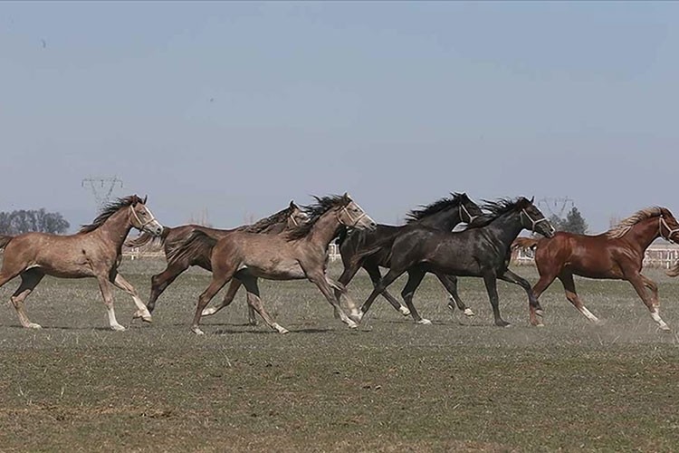 TİGEM 15 safkan Arap koşu tayı satacak