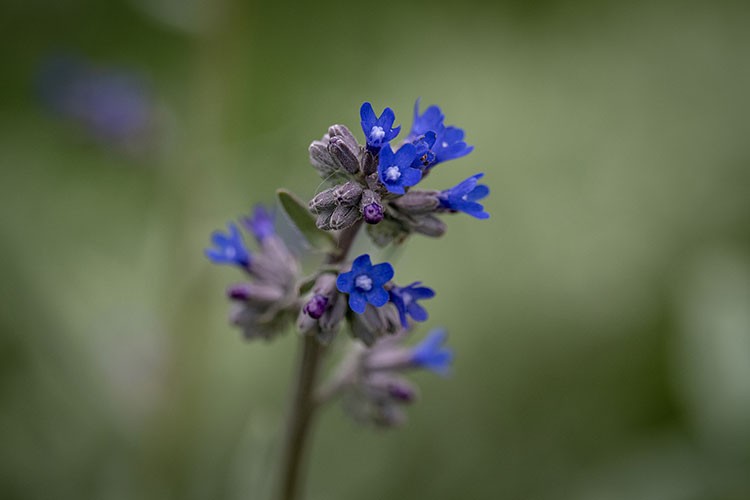 ODTÜ kampüsündeki hayvan ve bitki türlerine "nüfus sayımı" yapıldı