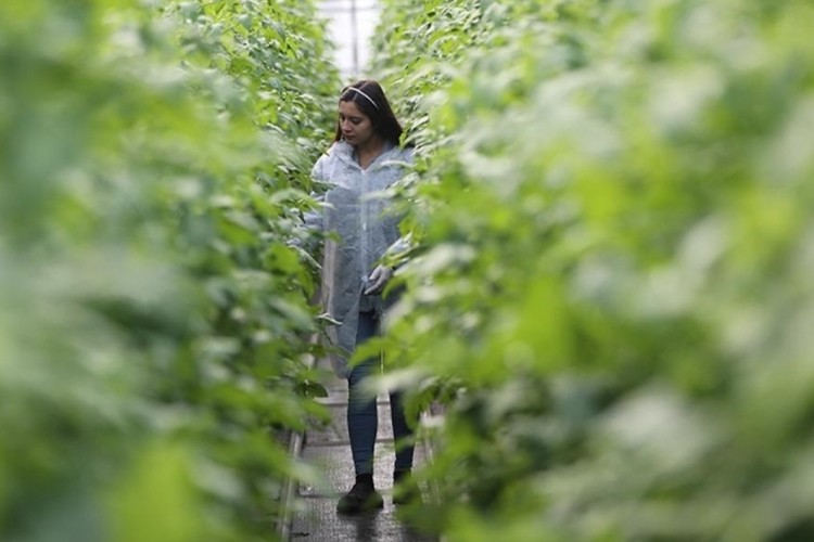 Kayıtlı genç kadın çiftçi sayısı 10 yılda 4,5 katına çıktı